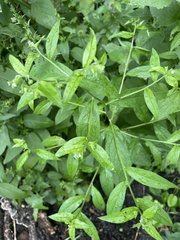 Hackelia virginiana