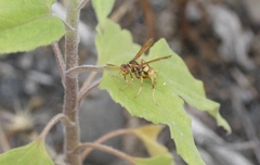 Polistes dorsalis californicus