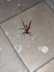 Opheltes glaucopterus