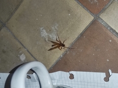 Opheltes glaucopterus