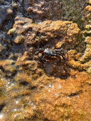Pachygrapsus socius