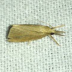 Diatraea