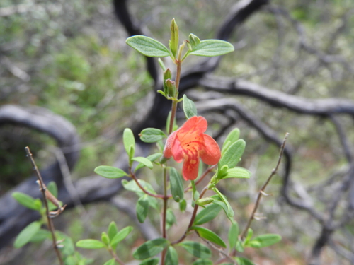 Image of Poliomintha longiflora by (c) Leticia Jiménez Hernández, some rights reserved (CC BY-SA)