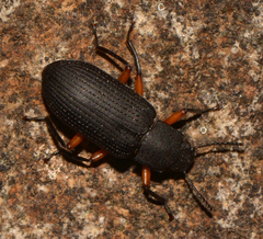 Xylopinus saperdoides