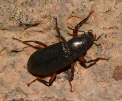 Xylopinus saperdoides