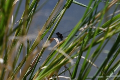 Erythrodiplax basifusca