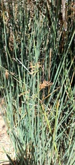 Juncus textilis
