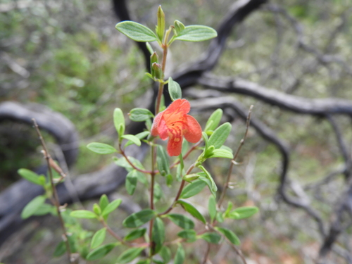 Image of Poliomintha longiflora by (c) Leticia Jiménez Hernández, some rights reserved (CC BY-SA)