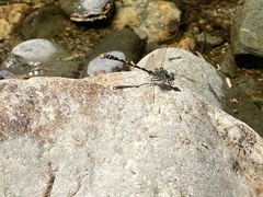 Onychogomphus uncatus