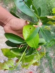 Damburneya salicifolia