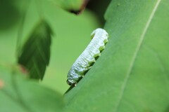 Aglaostigma semiluteum