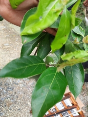 Damburneya salicifolia