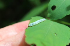 Aglaostigma semiluteum