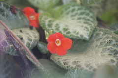 Episcia
