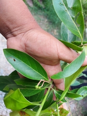 Damburneya salicifolia