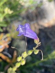 Penstemon fruticosus fruticosus