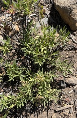 Penstemon fruticosus fruticosus