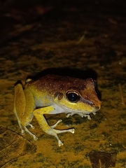 Pristimantis zeuctotylus