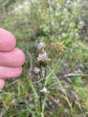 Saussurea angustifolia