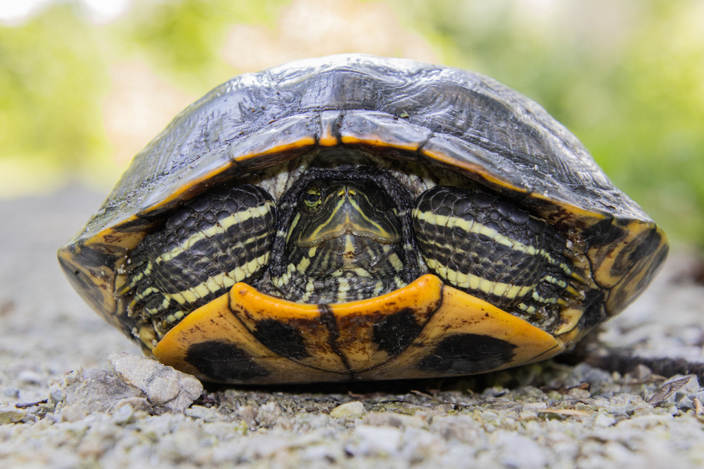 Pond Slider from Cook County, IL, USA on July 23, 2022 at 03:00 PM by ...