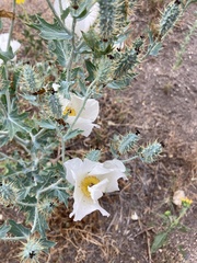 Argemone polyanthemos