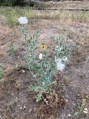 Argemone polyanthemos