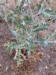 Argemone polyanthemos