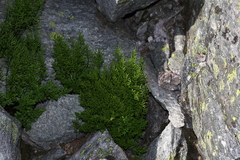 Cryptogramma cascadensis image