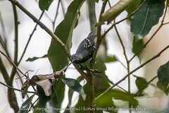 Thamnophilus ambiguus