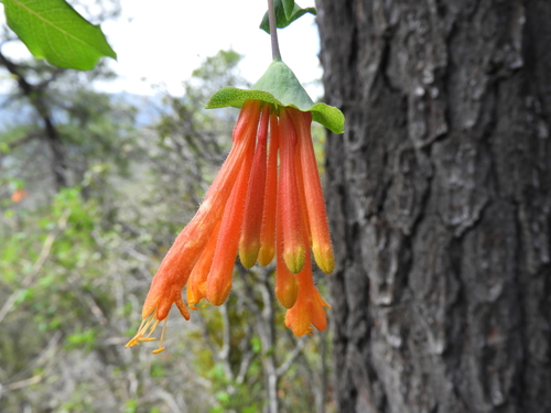 Lonicera pilosa (Lonicera pilosa)