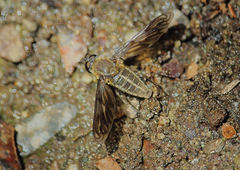 Macrocondyla lugubris