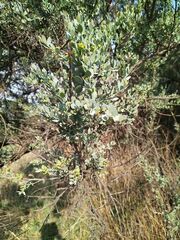 Osyris lanceolata