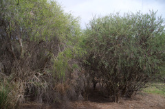 Melaleuca rhaphiophylla × teretifolia