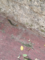 Scolopendra morsitans