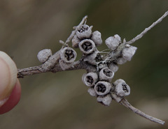 Melaleuca rhaphiophylla × teretifolia