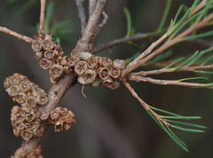 Melaleuca rhaphiophylla × teretifolia