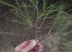 Melaleuca rhaphiophylla × teretifolia