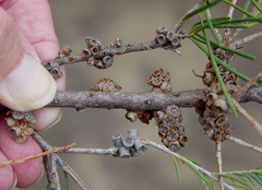 Melaleuca rhaphiophylla × teretifolia