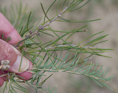 Melaleuca rhaphiophylla × teretifolia