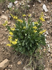 Senecio amplectens