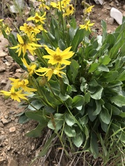 Senecio amplectens