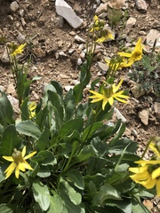Senecio amplectens