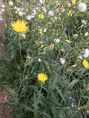 Sonchus arvensis