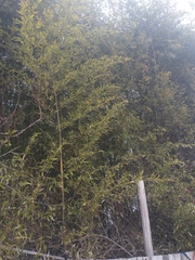 Phyllostachys nigra nigra