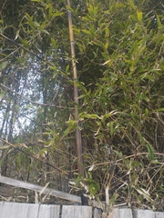 Phyllostachys nigra nigra