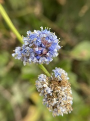 Ceanothus thyrsiflorus griseus