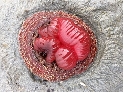 Cribrinopsis albopunctata