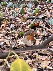 Erithacus rubecula