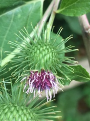 Arctium lappa