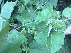 Arctium lappa